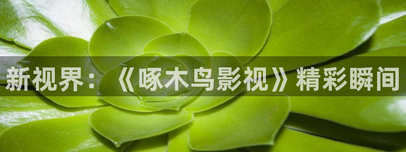 樱桃视频永久在线：新视界：《啄木鸟影视》精彩瞬间